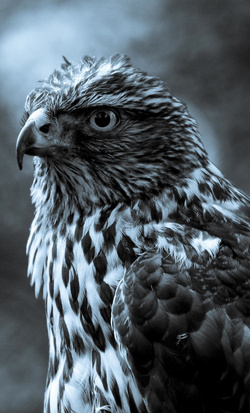 Black Eagle Closeup Mobile Photo