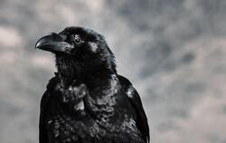 Black Elder Crow Birds Ultra HD Photo