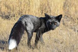 Black Fox in Forest