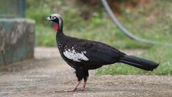 Black Fronted Piping Guan