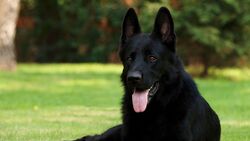 Black German Shepherd Dog Sitting on Grass