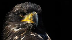 Black Hawk Bird Pic