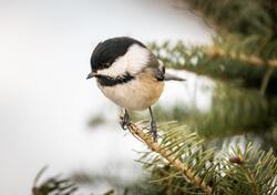 Black Headed Chickadee Bird