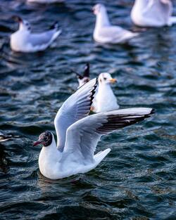 Black Headed Gull Swimming on Water