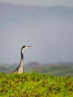 Black Headed Heron Bird Photo