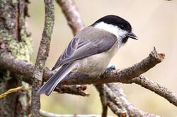 Black Headed Tit Bird Sitting on Tree