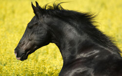 Black Horse Animal Photo