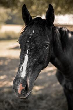 Black Horse Animal Pics
