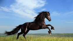 Black Horse Diving HD Photo