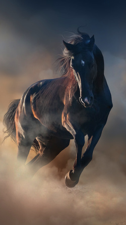 Black Horse Mobile Photo