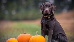 Black Labrador Dog Sitting Near Pumpkin