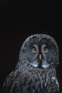 Black Owl Bird Mobile Photo