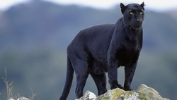 Black Panther Animal Wallpaper