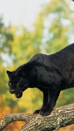 Black Panther Mobile Image