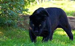 Black Panther on The Green Grass