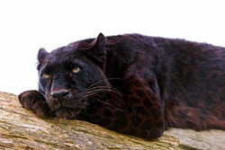 Black Panther Wild Animal Photo