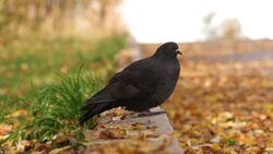 Black Pigeon Bird on Footpath
