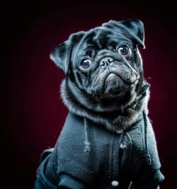 Black Pug Dog Animal Photo