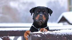Black Rottweiler Dog in Snow