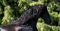 Black Shiny Horse