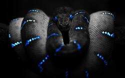 Black Snake Image