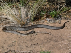 Black Snake In Bushes