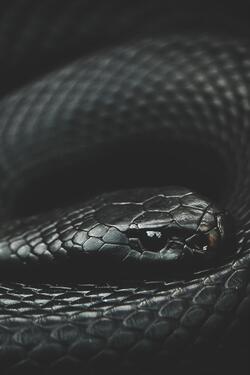 Black Snake Mobile Photo