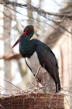 Black Stork Photography