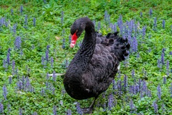 Black Swan Beautiful Bird Photo