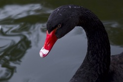 Black Swan Bird With Red Beak