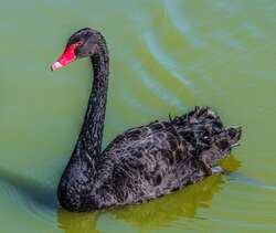 Black Swan In Lake Photo