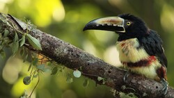 Black Toucan Bird on Tree Branch