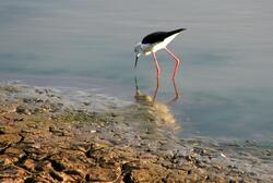 Black Winged Stilt Bird Photo