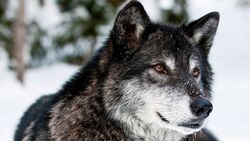 Black Wolf With Red Eyes in Snowy Mountain