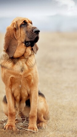 Bloodhound Dog Seating