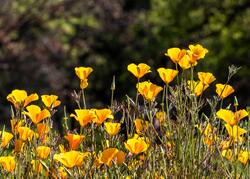 Bloom Blooming California Poppy Flowers