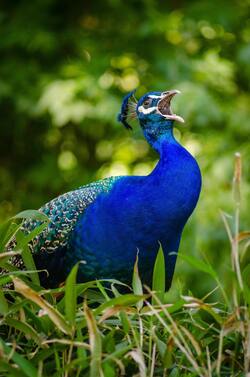 Blue And Green Peacock on Grass Pics