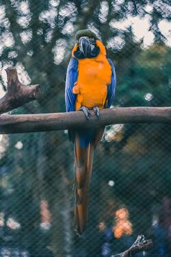 Blue And Organs Bird on Tree