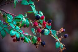 Blue And Red Cherries on Plant