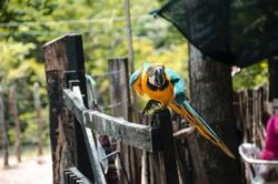 Blue And Yellow Macaw Parrot Bird