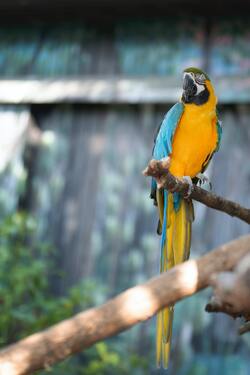 Blue And Yellow Parrot Sitting on Tree Branch