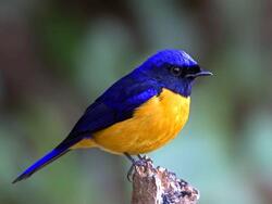 Blue and Yellow Robin Bird Photo