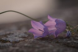 Blue Bell Flower Wallpaper