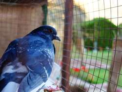 Blue Bird In A Cage HD Wallpaper