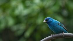 Blue Bird in Forest HD Images