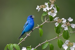 Blue Bird in Garder