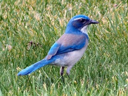 Blue Bird on Green Grass
