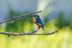 Blue Eared Kingfisher Bird Sitting on Tree