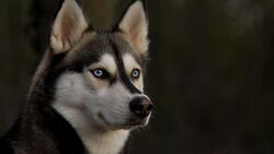 Blue Eye Husky Dog Looking