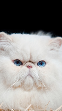 Blue Eye of  White Cat Mobile Photo